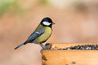 Great tit on a bird feeder with puffed up feathers