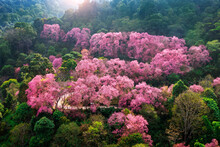 Aerial View Of Pink Cherry Blossom Trees On Mountains, Chiang Mai In Thailand.