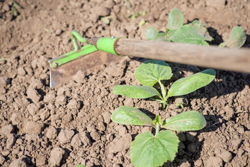 Canvas Print - Weeding pumpkin plants on the garden. Growing pumpkins at home