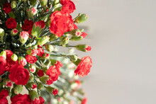 Red Carnation Window Background. Sunny Bright Light. Close Up.textured With Red Carnation