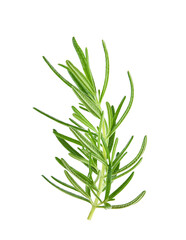 Poster - Twig of rosemary on a white background