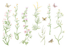 Wild Flowers And Butterflies Clip Art, Set Of Elements For Design Vector Illustration. In Botanical Style