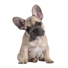 Poster - Adorable fawn French Bulldog puppy, sitting up facing front. Looking curious towards camera with blue eyes and cute head tilt. Isolated cutout on a transparent background.