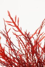 Close Up Of Red Seaweed Gelidium Algae On White Background.
