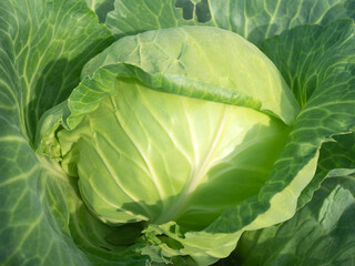 Wall Mural - Cabbage leaves close-up.