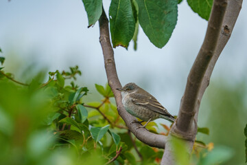 Sticker - Barred Warbler (Sylvia nisoria) perched on a tree branch