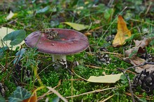 Mushroom Of Russula Family, Possibly Russula Violacea, Growing In Early Autumn Lawn, Some Fallen Leaves Around. 