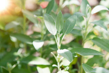 Poster - Sage officinalis (Salvia officinalis) - stages of growth	