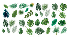 Tropical Exotic Leaves Vector. Realistic Jungle Leaves Set Isolated. Palm Leaf On White Background