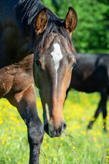 Wall Mural - portrait of  beautiful sportive mare grazing at freedom in pasture.