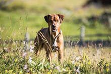 Brown Dog Standing In The Grass On A Sunny Day