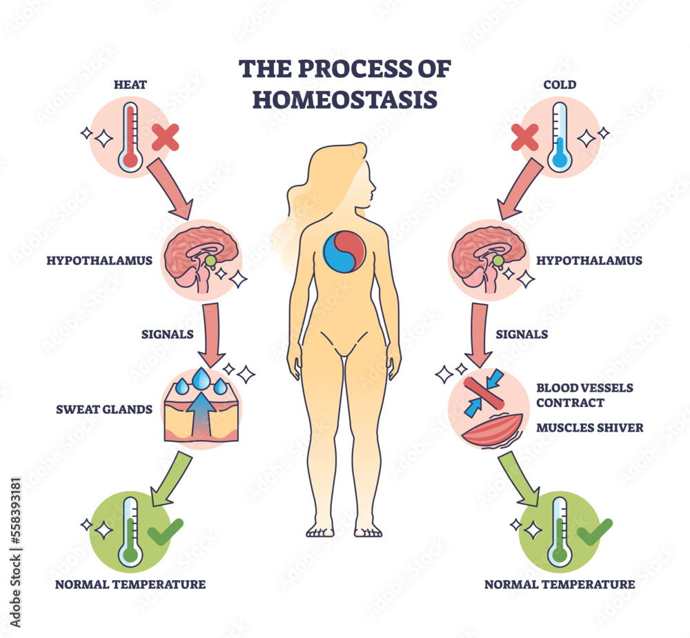 Temperature Regulation System Process of homeostasis as human body temperature regulation outline ...