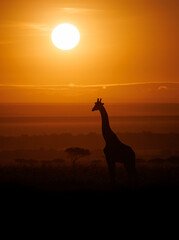 Wall Mural - a giraffe at sunrise in africa