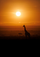 A Giraffe at Sunrise in Africa 