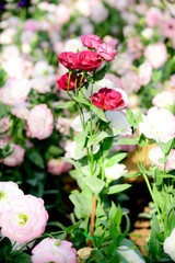 Canvas Print - Pink Lisianthus Flowers in The Garden