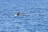 Fototapeta Konie - Humpback Whales in Vancouver