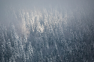 Wall Mural - foggy forest. Winter nature background