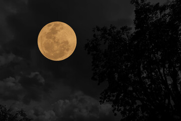 Wall Mural - full moon on sky with tree branch silhouette in the night.