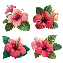 Vector Tropical Illustration. Pink Hibiscus Flower Isolated