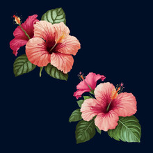 Vector Tropical Illustration. Pink Hibiscus Flower Isolated