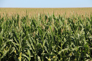 Corn Field