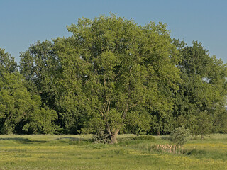 Wall Mural - Spring landscape with trees in the fields of  Bourgoyen nature reserve, Ghent, Flanders, Belgium