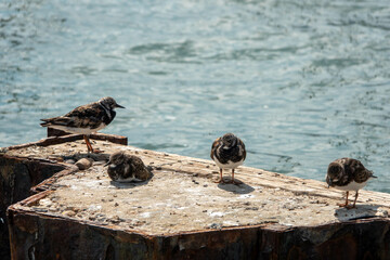 Wall Mural - turnstones resting on the sea defences with the sea in the background