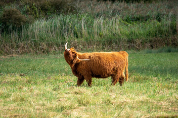 Poster - highland cow having a scratch with his horn