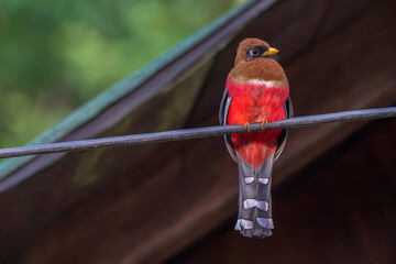 Wall Mural - Masked trogon Female