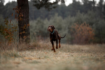 Wall Mural - Beautiful Doberman breed dog in the winter forest