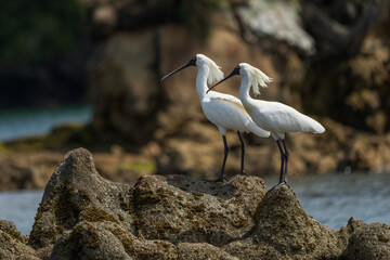 Wall Mural - Royal Spoonbill (Platalea regia)