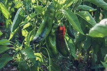 Variety Of Bell Peppers In The Garden