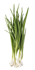 Poster - Green Onion