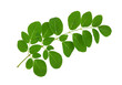 Moringa leaf isolated on transparent png
