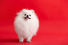 Dog Breed Pomeranian Spitz Stands On A Red Background.