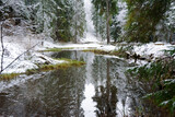 reflection of trees in water in winter nature park with green grass on shore