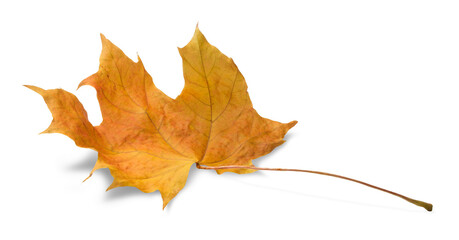 Poster - Autumn leaf isolated on white background with shadows, clipping path  for isolation without shadows on white shadows on white