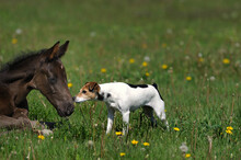 Cute Young Foal Meets Jack Russell Terrier Dog On Rural Farm Green Grass Paddock Cute Animal Photo Baby Horse And Dog Touching Noses Meeting For The First Time Curiosity Love And Friendship Horizontal