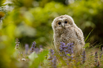 Wall Mural - Tawny Owl, Strix aluco, young bird, newly came out of the bird nest on flowering meadow. Czech republic