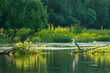 A grey heron in the Danube Delta in Romania	