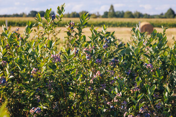 Poster - Blueberry bush on a plantation in Masovia region, Poland