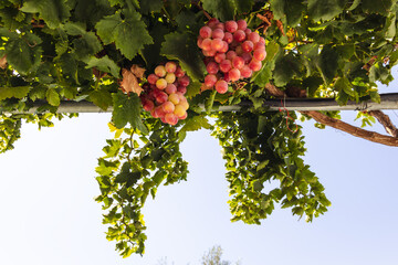 Sticker - Grape fruits in a garden in Cyprus