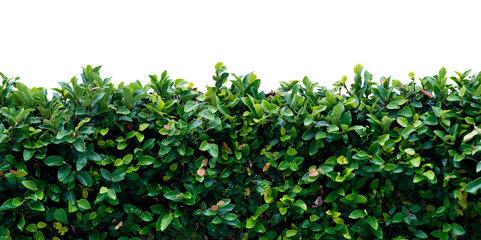 Wall Mural - Barbed wire and plant on transparent background. PNG file.