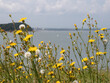 yellow dandylion weeds in front of ocean horizon