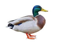Mallard Duck Isolated ( Anas Platyrhynchos )