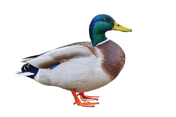 Mallard duck isolated ( Anas platyrhynchos )