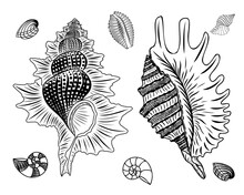 Vector Vintage Hand Drawn Collection Of Different Seashells For Tattoo