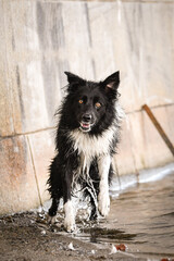 Border collie is standing in the water. She is in center of Prague. She is so patient model.