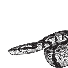 Snake In Profile, Black And White Vector Drawing