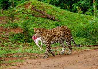 Poster - Leopard (Panthera pardus kotiya) with prey is walking along a forest road. Sri Lanka. Yala National Park